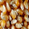 Corn Milling and Grinding Solution 