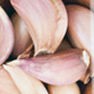 Garlic Milling and Grinding Solution 
